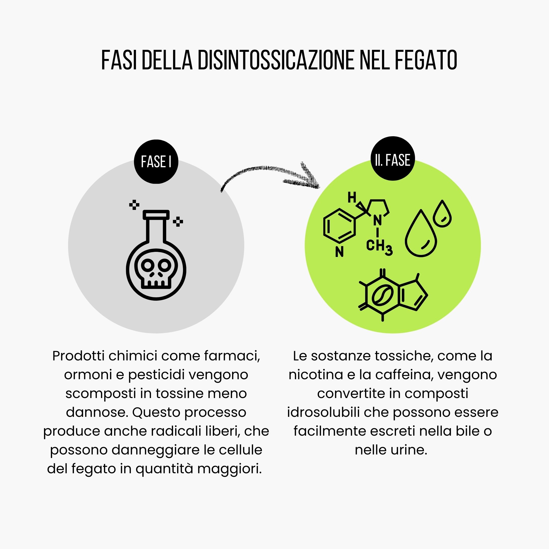 (Italština) Fáze detoxikace v játrech